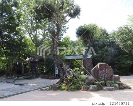 八岐大蛇の神話と縁結びの八重垣神社の境内、奥の院の佐久佐女の森、大杉の跡、島根県松江市 121450731