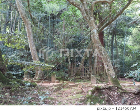 八岐大蛇の神話と縁結びの八重垣神社、奥の院の佐久佐女の森、大杉の跡、島根県松江市 121450734