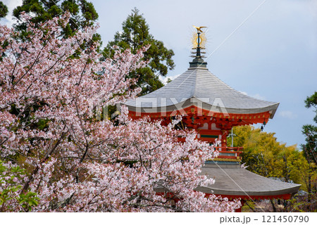 桜に包まれた多宝塔　正法寺 121450790
