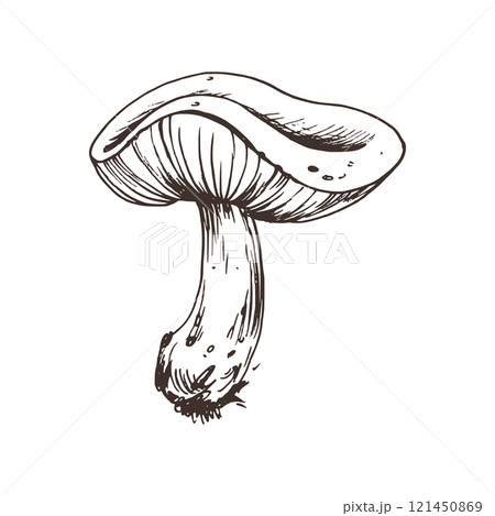 Russula mushroom with stems and bits of earth on them. Line art graphic hand drawn brown ink monochrome. Isolated EPS element vector illustration 121450869