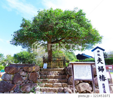 八岐大蛇の神話と縁結びの八重垣神社、神秘夫婦椿、奥の院の佐久佐女の森、大杉の跡、島根県松江市 八岐大蛇の神話と縁結びの八重垣神社、神秘夫婦椿、奥の院の佐久佐女の森、大杉の跡、島根県松江市 121451071