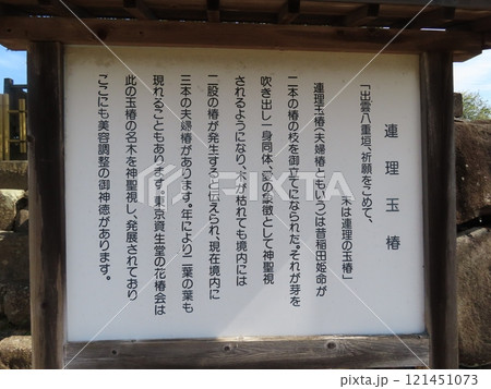 八岐大蛇の神話と縁結びの八重垣神社の連理玉椿の説明看板、奥の院の佐久佐女の森、大杉の跡、島根県松江市 八岐大蛇の神話と縁結びの八重垣神社の連理玉椿の説明看板、奥の院の佐久佐女の森、大杉の跡、島根県松江市 121451073