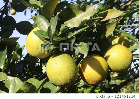 Citrus fruits on tree in farm 121451214