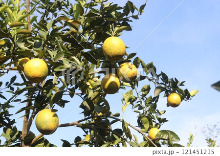 Citrus fruits on tree in farm 121451215