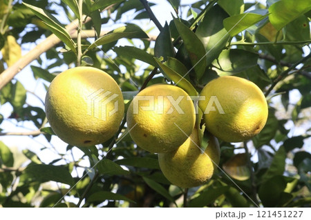 Citrus fruits on tree in farm Citrus fruits on tree in farm 121451227