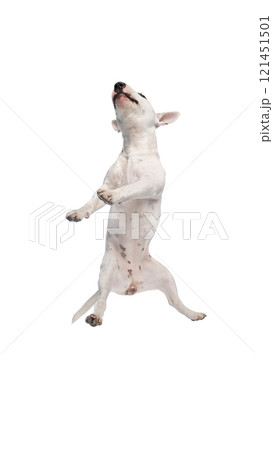 White Bull Terrier mid-leap it's mouth open in joyful bark, capturing pure canine energy against white studio background. White Bull Terrier mid-leap it's mouth open in joyful bark, capturing pure canine energy against white studio background. 121451501