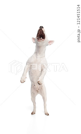 White Miniature Bull Terrier stands on hind legs, mouth open in playful bark against white studio background. Dog's front paws are raised. White Miniature Bull Terrier stands on hind legs, mouth open in playful bark against white studio background. Dog's front paws are raised. 121451514