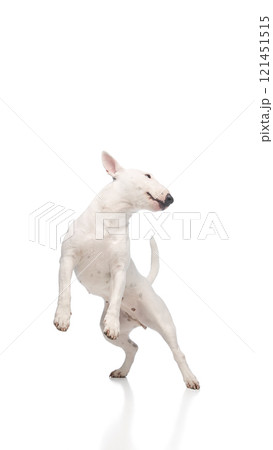 White Miniature Bull Terrier leaps into air with mouth open against white studio background. Dog's body is extended and front paws raised White Miniature Bull Terrier leaps into air with mouth open against white studio background. Dog's body is extended and front paws raised 121451515