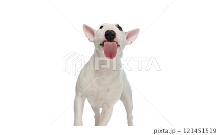 Miniature Bull Terrier striking a playful pose, tongue lolling out and ears perked against white studio background. Miniature Bull Terrier striking a playful pose, tongue lolling out and ears perked against white studio background. 121451519