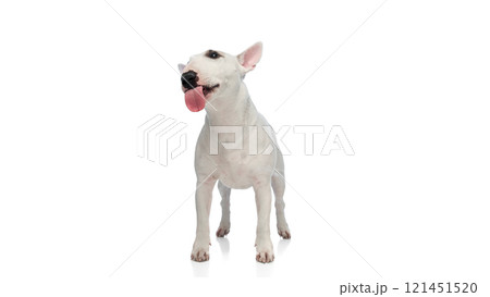 Portrait of Miniature Bull Terrier with attentive expression against white studio background. Dog stands with ears perked and tongue slightly extended. 121451520