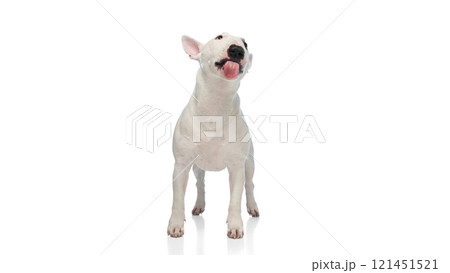 White Miniature Bull Terrier with black nose and spots stands against white studio background. Dog looks upward with tongue slightly extended. 121451521