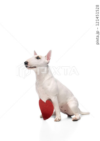 Portrait of cute purebred English bullterrier posing sitting with card in shape of heart against white studio background. Love. 121451528