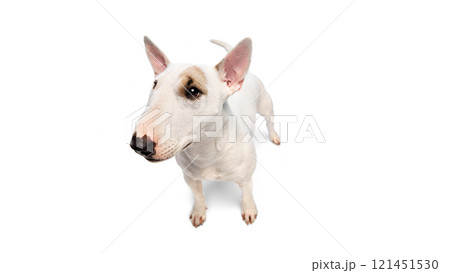 Funny pet portrait of playful, purebred miniature English Bullterrier looking at camera with its deep, cute eyes against white studio background. Funny pet portrait of playful, purebred miniature English Bullterrier looking at camera with its deep, cute eyes against white studio background. 121451530