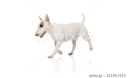 Dynamic portrait of cute little pet, funny English bullterrier running against white studio background. Happy muzzle. 121451555