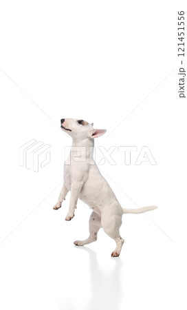 Dynamic photo of funny, playful little pet, purebred white bullterrier playfully jumping in motion against white studio background. 121451556