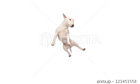 Dynamic photo of funny, playful little pet, purebred white-black bullterrier jumping in motion against white studio background. 121451558