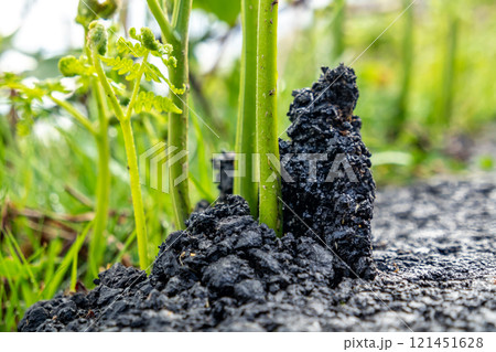 Fern breaking through tarmac in Ireland 121451628