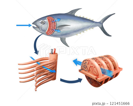 Fish respiratory system 121451666