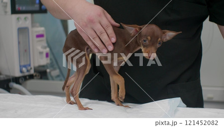 A veterinarian in a black uniform carefully holds a small brown dog, examining its paw for injuries and providing proper care and treatment in a veterinary clinic. Dog with a broken paw. 121452082