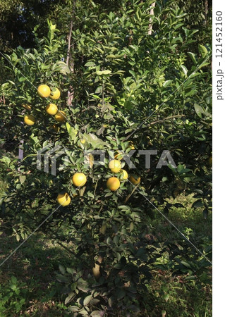 Citrus fruits on tree in farm Citrus fruits on tree in farm 121452160