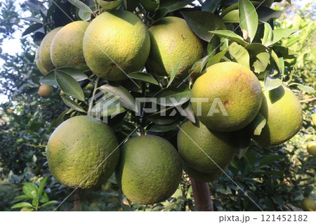 Citrus fruits on tree in farm 121452182