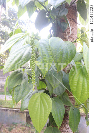 Black pepper plant on farm for harvest 121452228