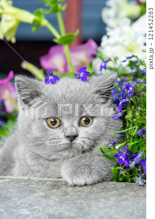 British grey shorthair kitten sitting on a rock in the grass close-up 121452283
