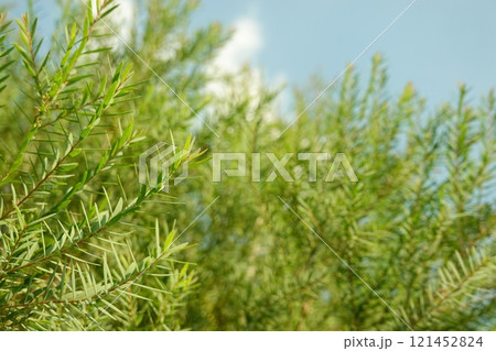 Melaleuca bracteata macro leaves small world 121452824