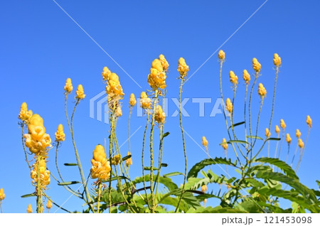 ハネセンナ(マメ科)常緑広葉樹 ハネセンナ(マメ科)常緑広葉樹 121453098