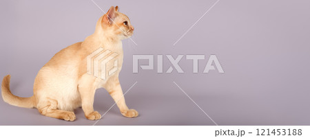 Adorable cream Burmese kitten full length. 121453188