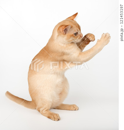 Cream Burmese cat with raised paw. Cream Burmese cat with raised paw. 121453197