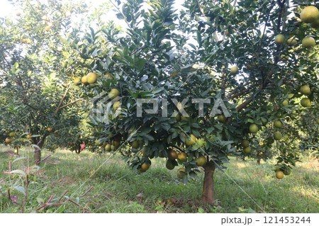 Citrus fruits on tree in farm 121453244