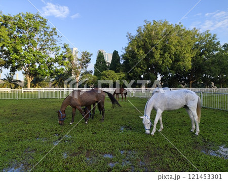 A group of horses are grazing in a field with a blue sky in the background A group of horses are grazing in a field with a blue sky in the background 121453301