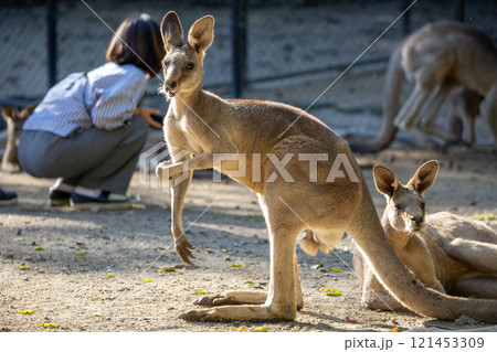 カンガルーの親子と触れ合う穏やかなひととき － 動物園で見られるオーストラリアの代表的な動物たちの姿 121453309