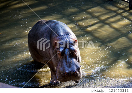 カバ黒光りする沼のカバ歩くカバ動物園のカバ 121453311