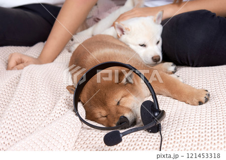 Little puppy shiba inu is lying on the bed with his owner at home with headphones in his ears. 121453318