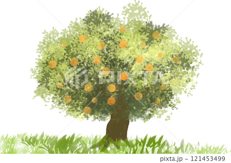 蜜柑（ミカン）の木のカード1 121453499