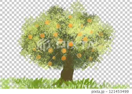 蜜柑（ミカン）の木のカード1 121453499