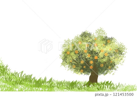 蜜柑（ミカン）の木のカード2 121453500