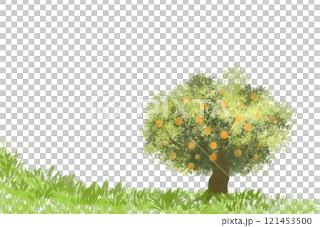 蜜柑（ミカン）の木のカード2 121453500