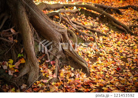 紅葉に覆われた樹の根元 121453592