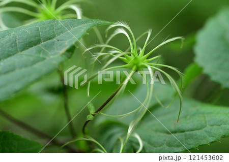 ハンショウヅルの若い実 ハンショウヅルの若い実 121453602