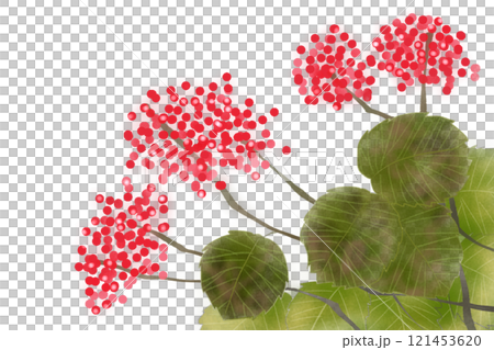 Viburnum berry card 121453620