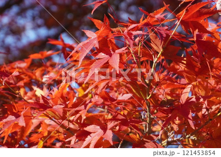 清水寺の紅葉 121453854