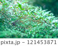 雨に濡れた葉 121453871