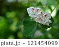 白いムクゲの花 121454099