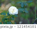 白いバラ 121454101