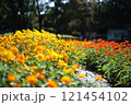 光を浴びて咲き誇る花々 121454102