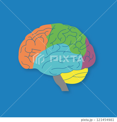 Parts of human brain. Section of central nervous system. Brain CNS. Brain cortex lobes side view. Vector Parts of human brain. Section of central nervous system. Brain CNS. Brain cortex lobes side view. Vector 121454981
