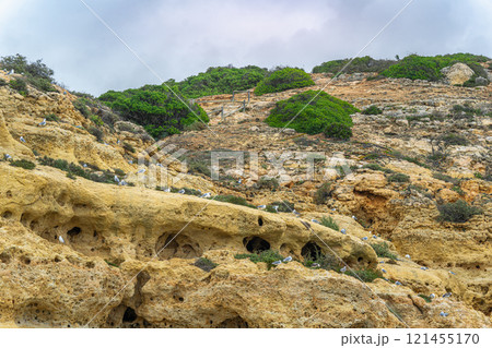Seagulls Resting on Rocky Cliffs at Dusk, Algarve, Portugal. Seagulls Resting on Rocky Cliffs at Dusk, Algarve, Portugal. 121455170